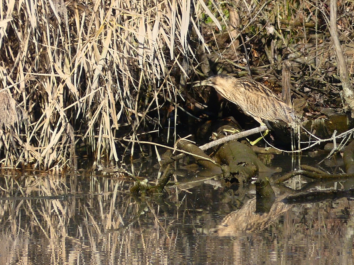 Eurasian Bittern - ML646990724