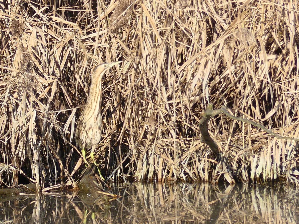 Eurasian Bittern - ML646990725