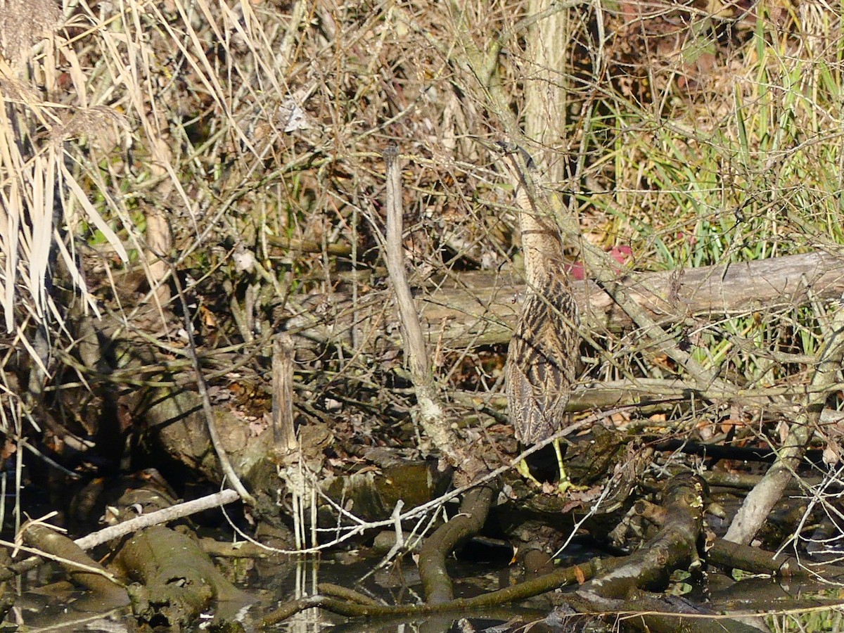 Eurasian Bittern - ML646990726