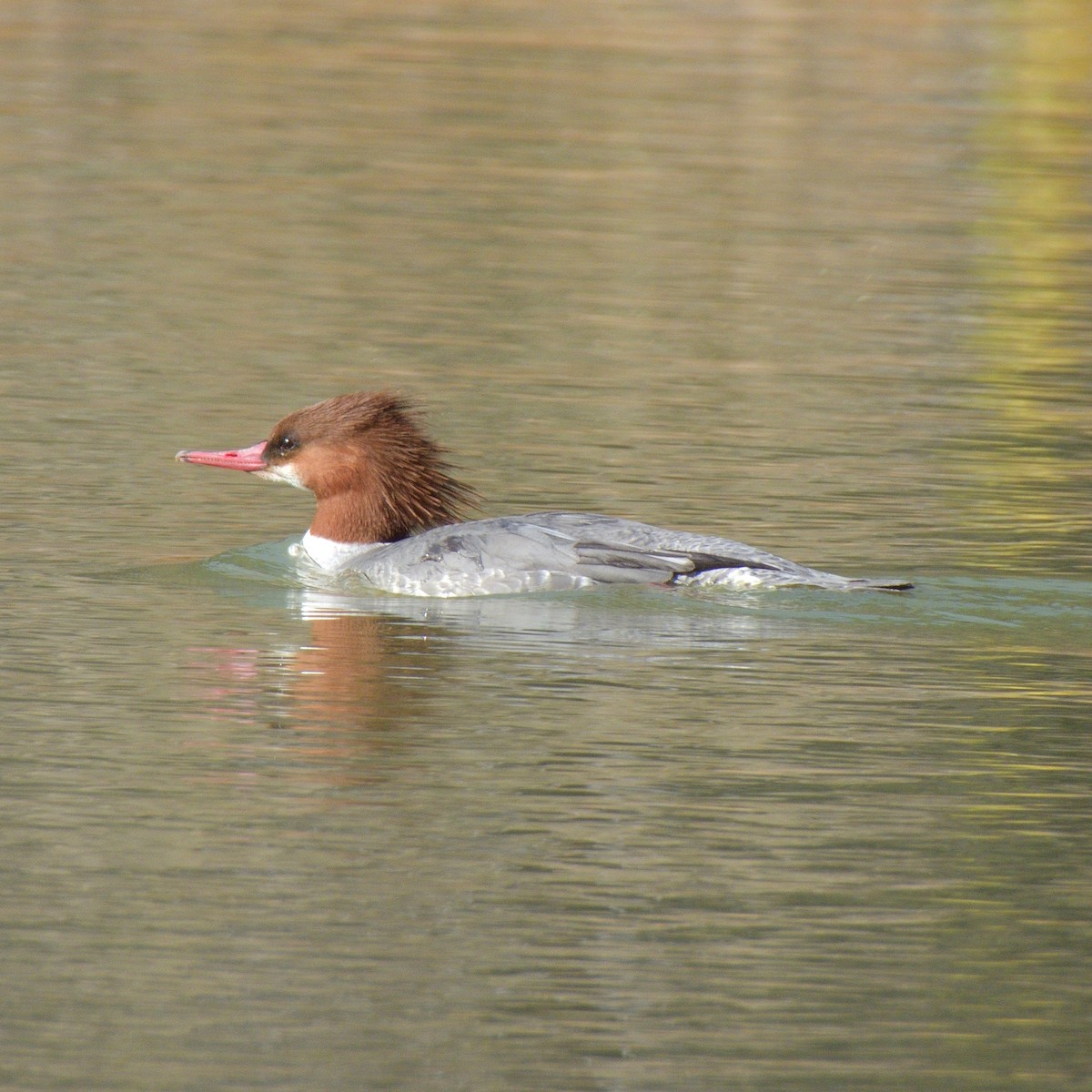 Крех великий - ML646990731
