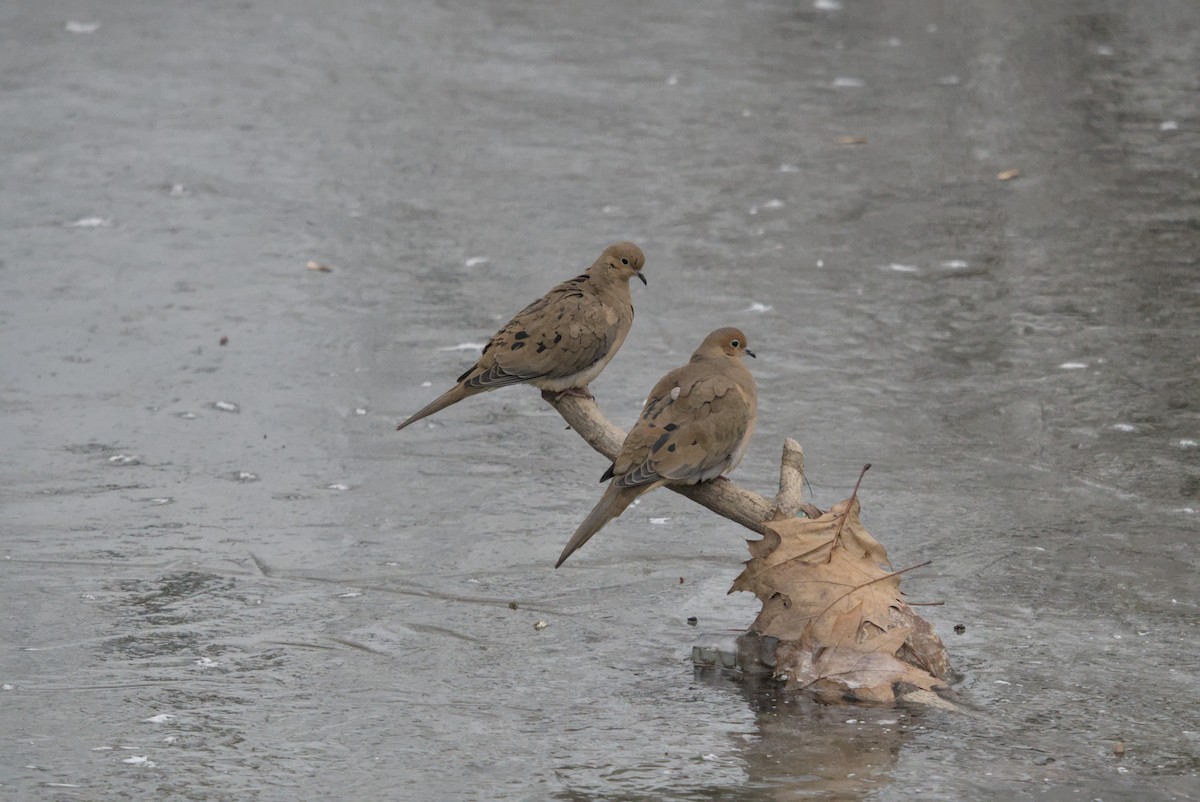 sørgedue - ML646990733