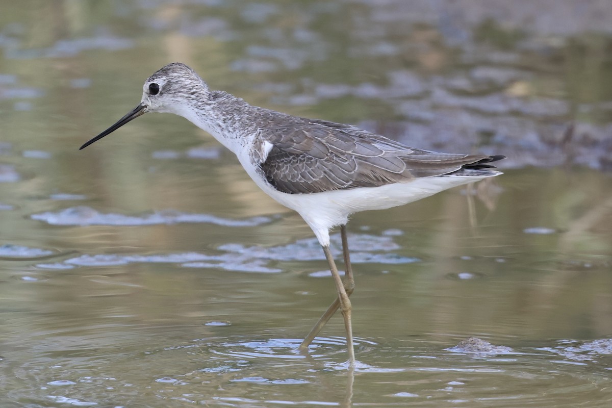 Marsh Sandpiper - ML646990734