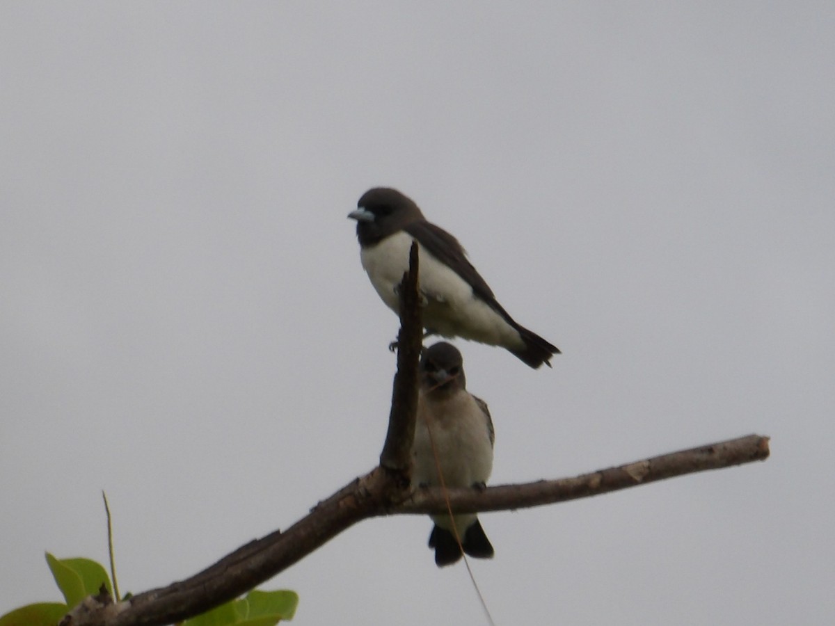 白胸燕鵙 - ML646990735