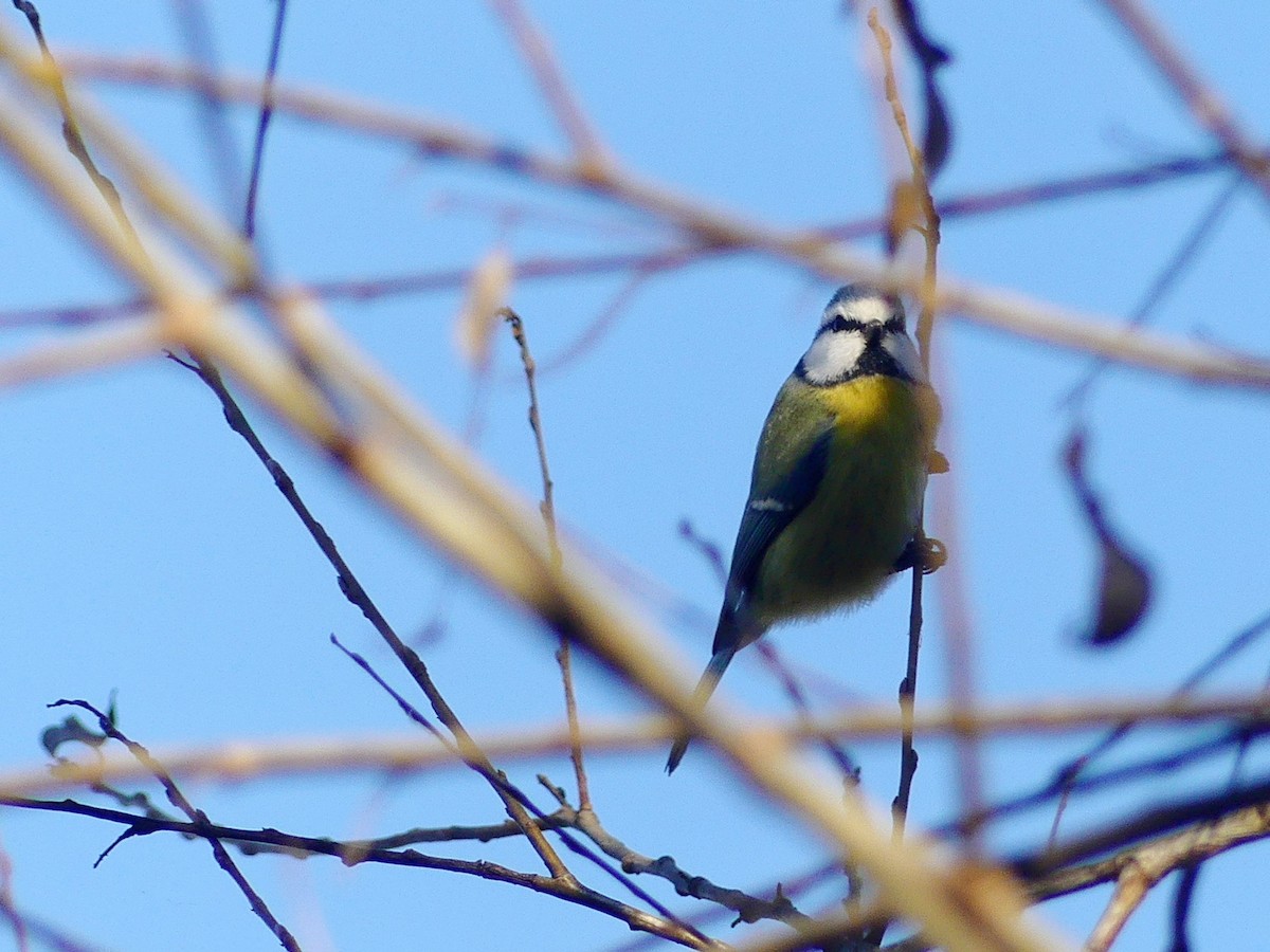 Eurasian Blue Tit - ML646990737