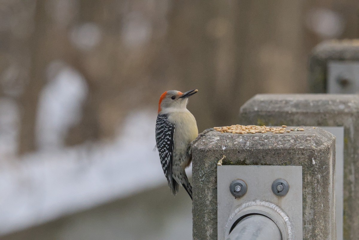 lundspett - ML646990739