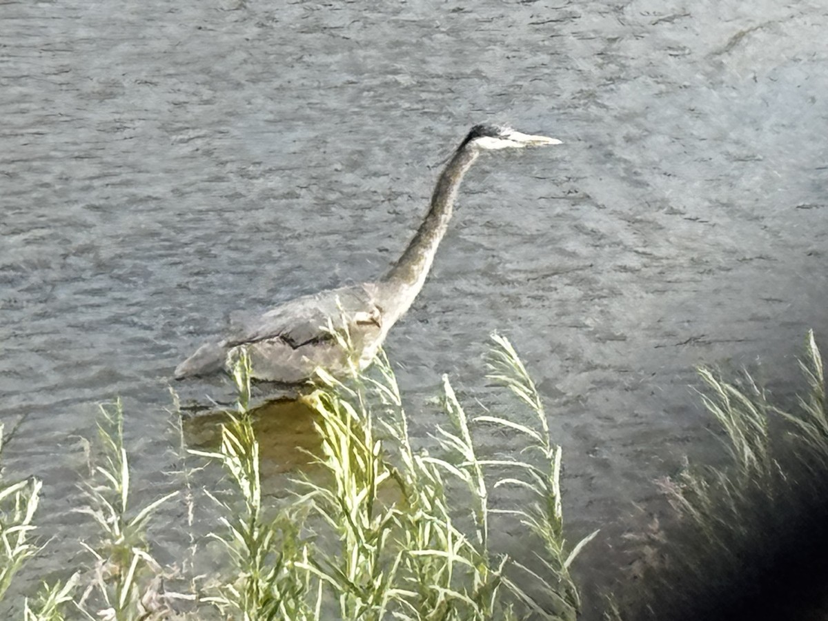 Great Blue Heron - ML646990740