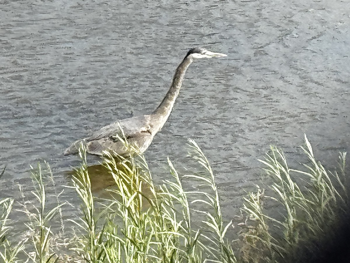 Great Blue Heron - ML646990741