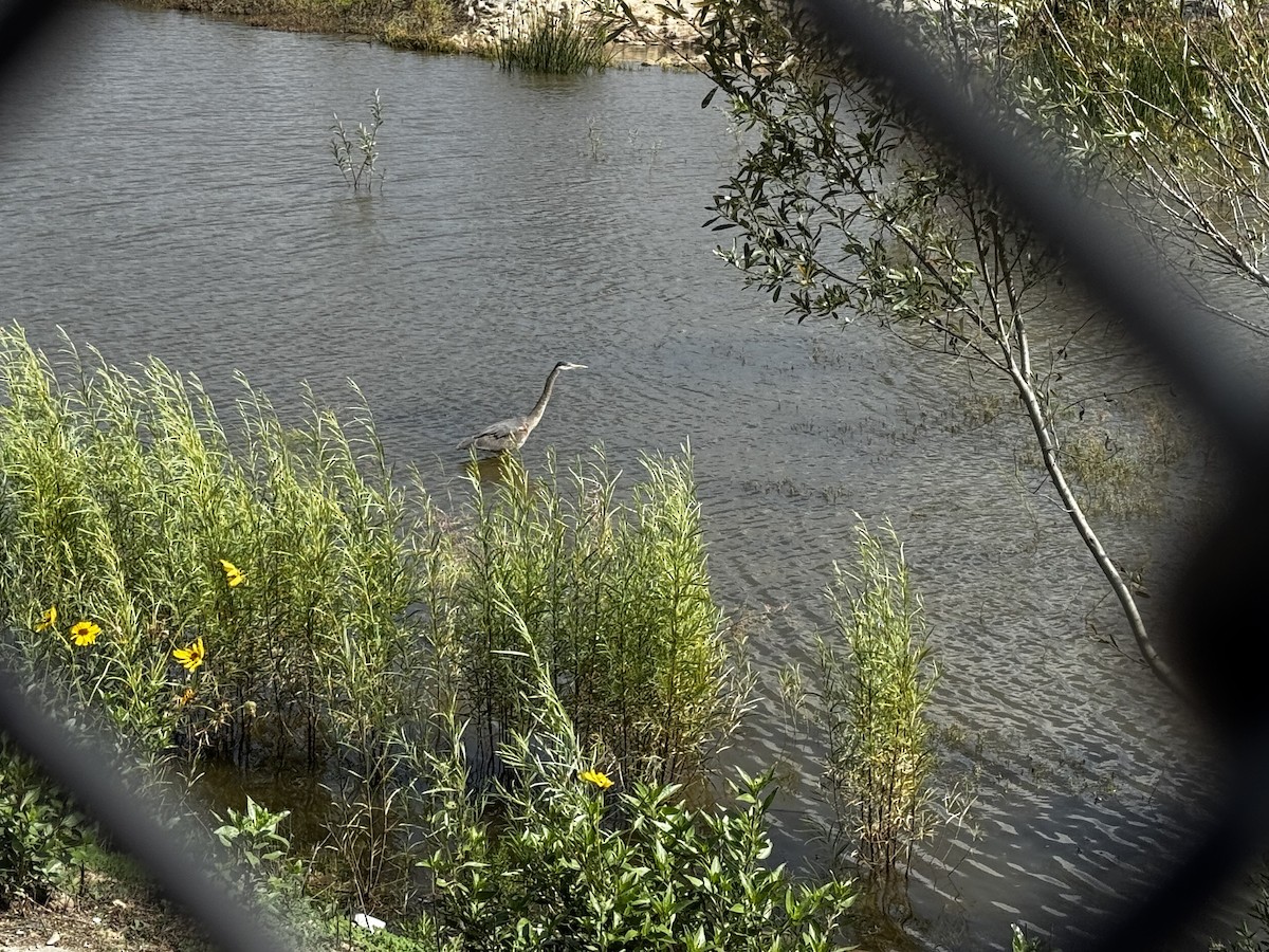 Great Blue Heron - ML646990742