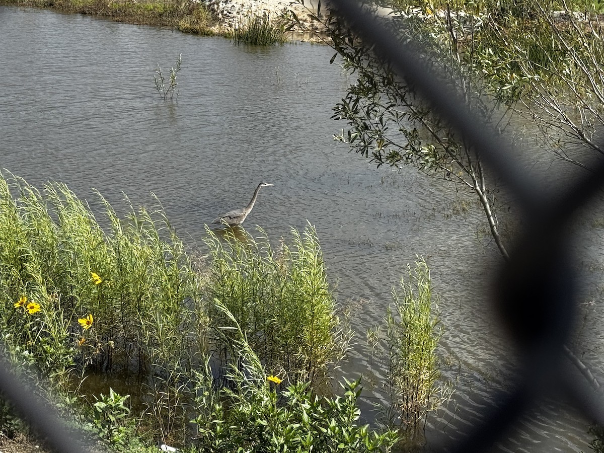Great Blue Heron - ML646990744