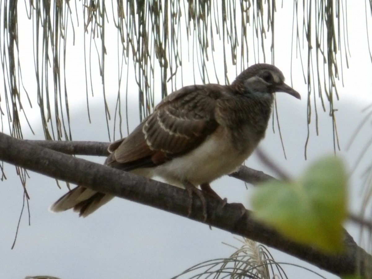 Bar-shouldered Dove - ML646990745