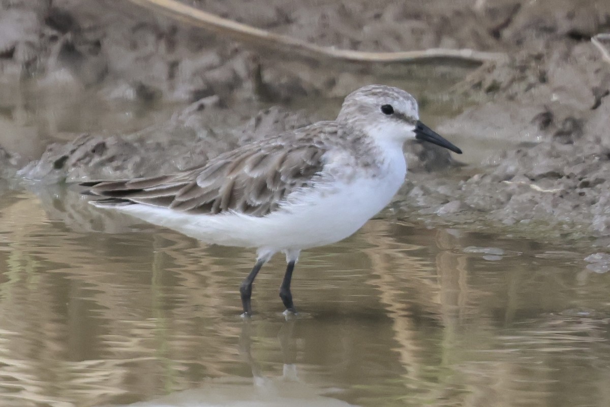 Little Stint - ML646990748