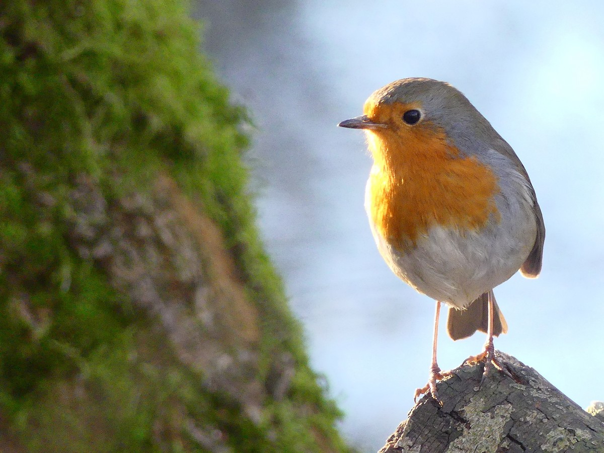 European Robin - ML646990750