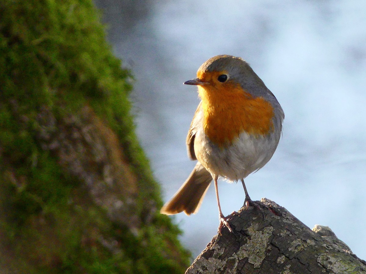 European Robin - ML646990751