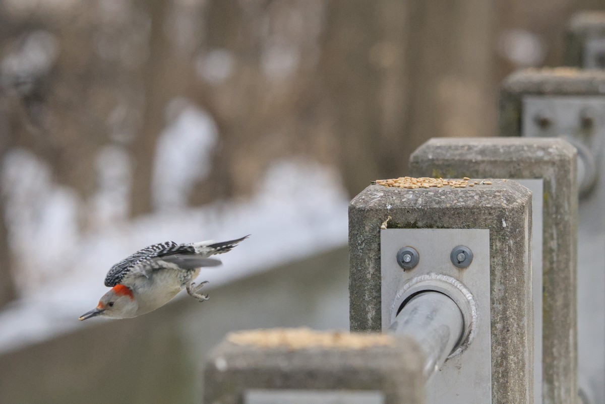 lundspett - ML646990753