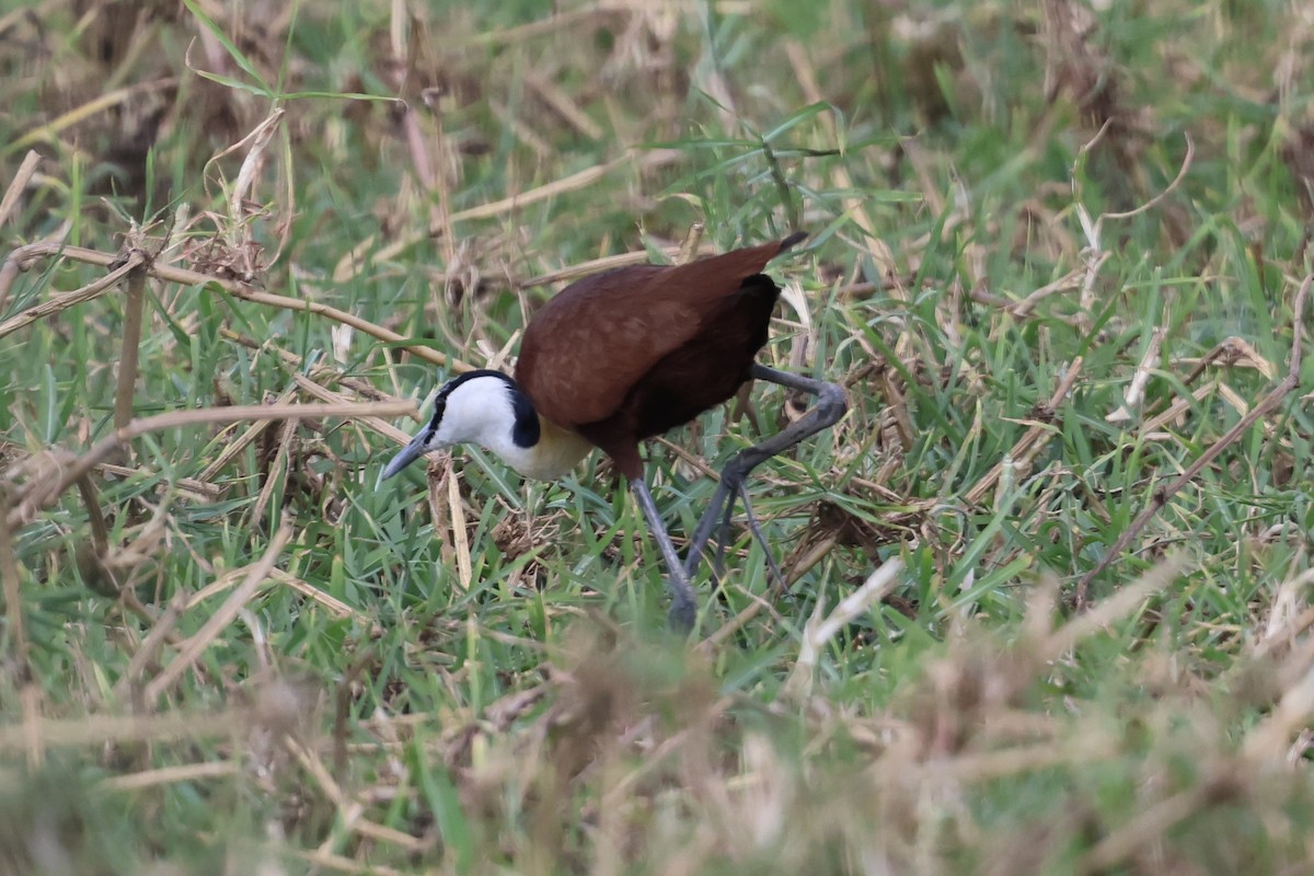 African Jacana - ML646990766