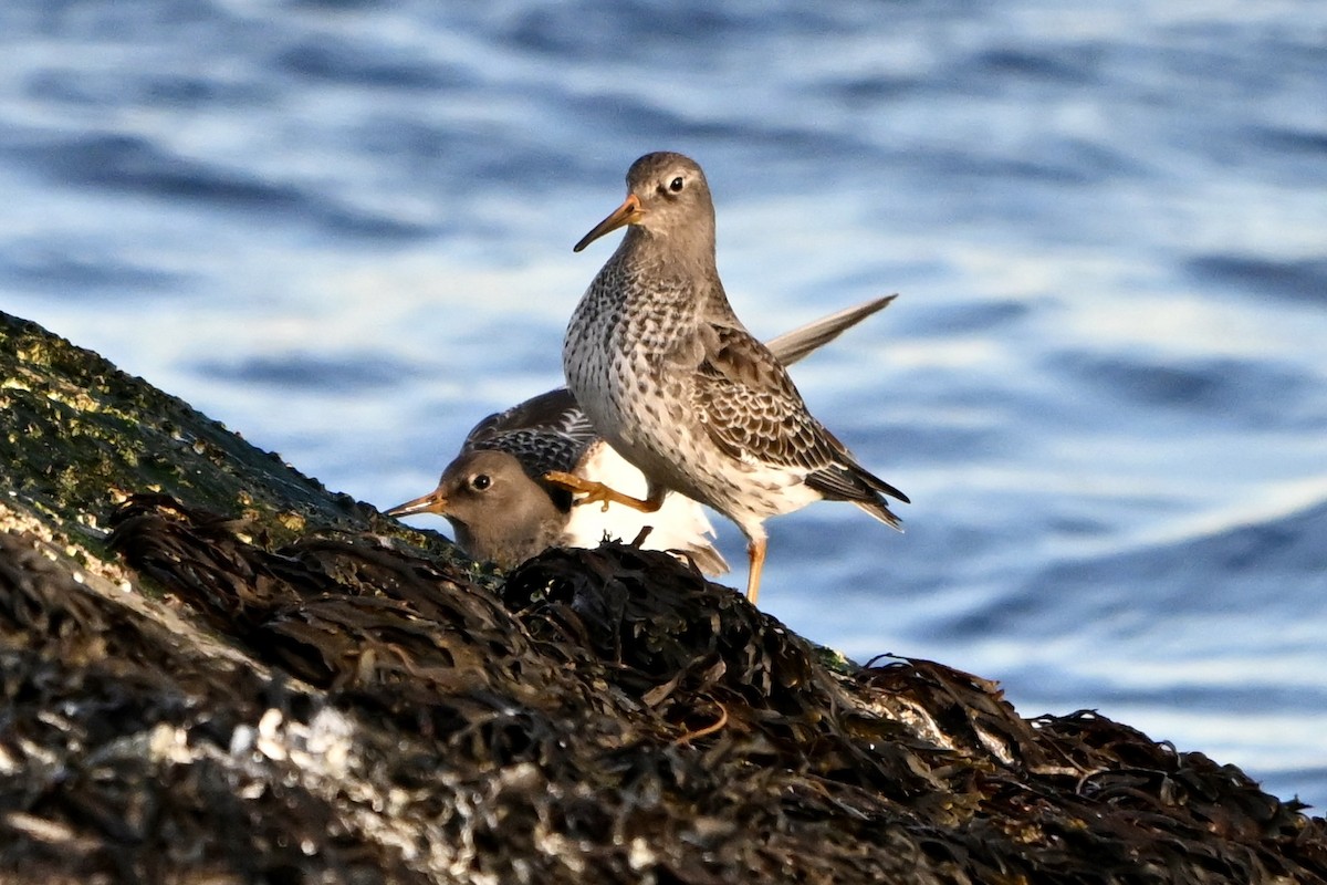 Meerstrandläufer - ML646990770