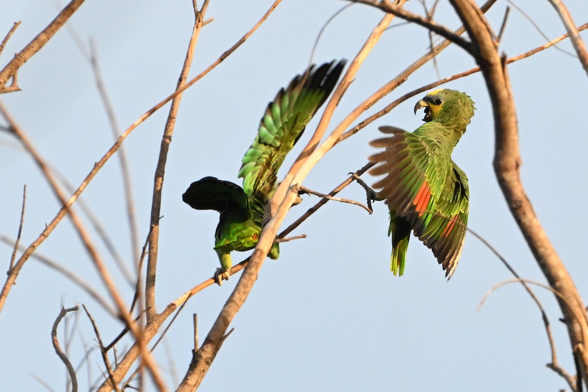 Orange-winged Amazon - ML646990786