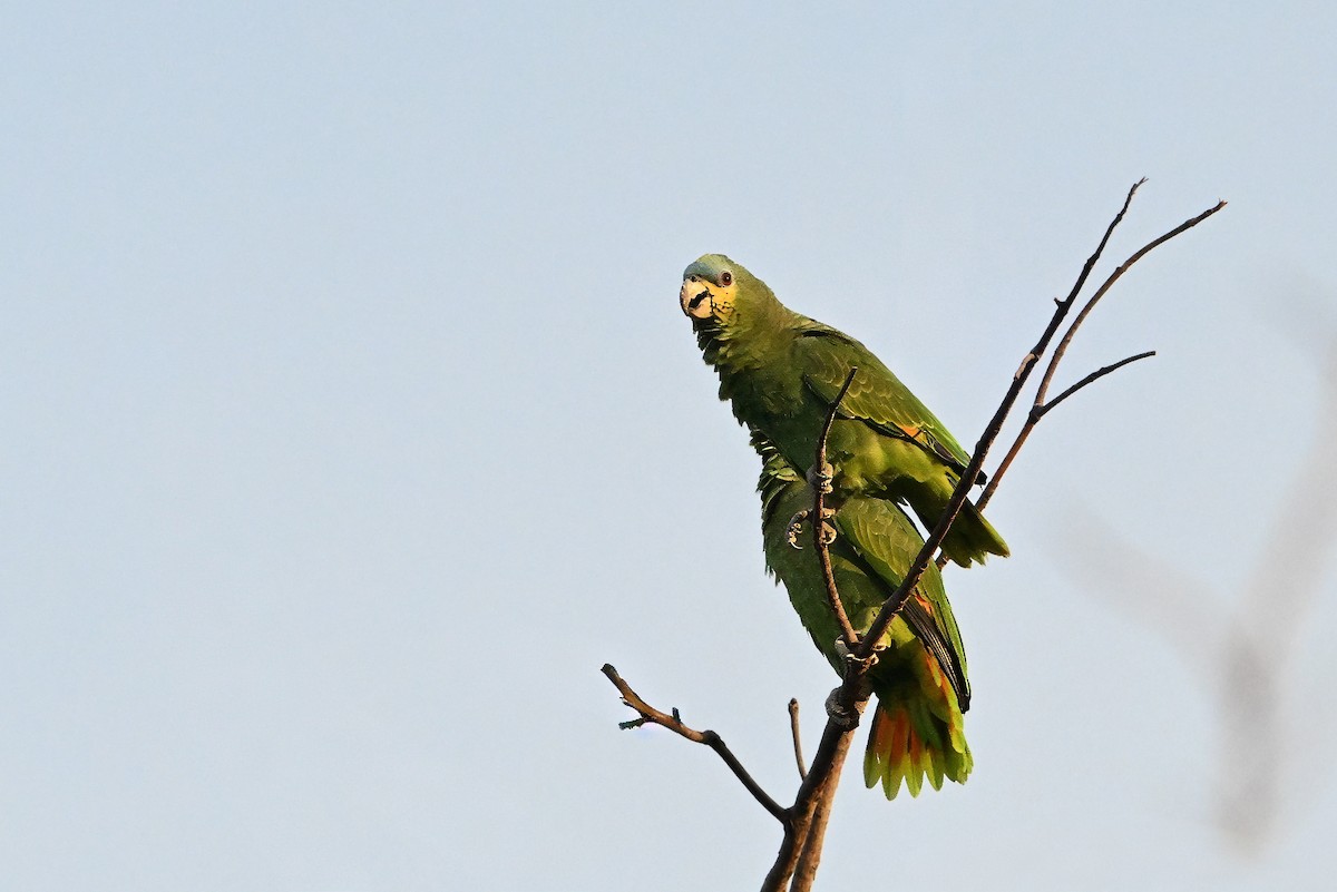 Orange-winged Amazon - ML646990787
