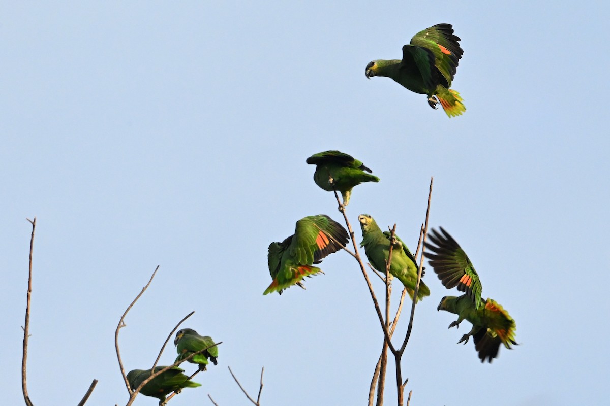 Orange-winged Amazon - ML646990788