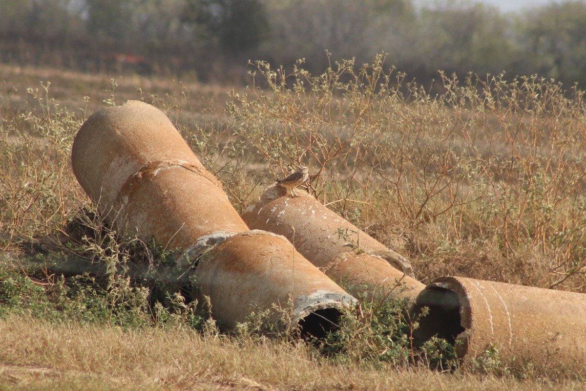 Kaninchenkauz - ML646990829