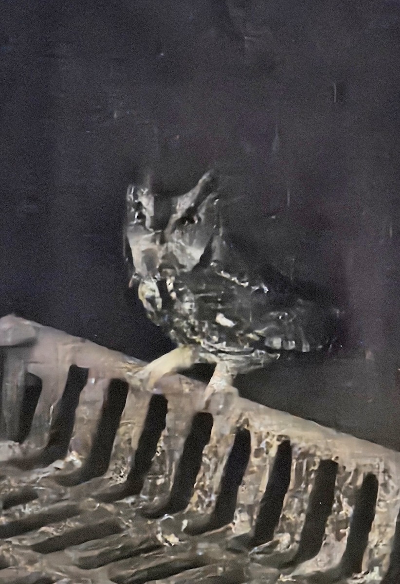 Petit-duc maculé - ML646990834