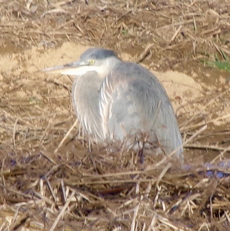 Great Blue Heron - ML646990836