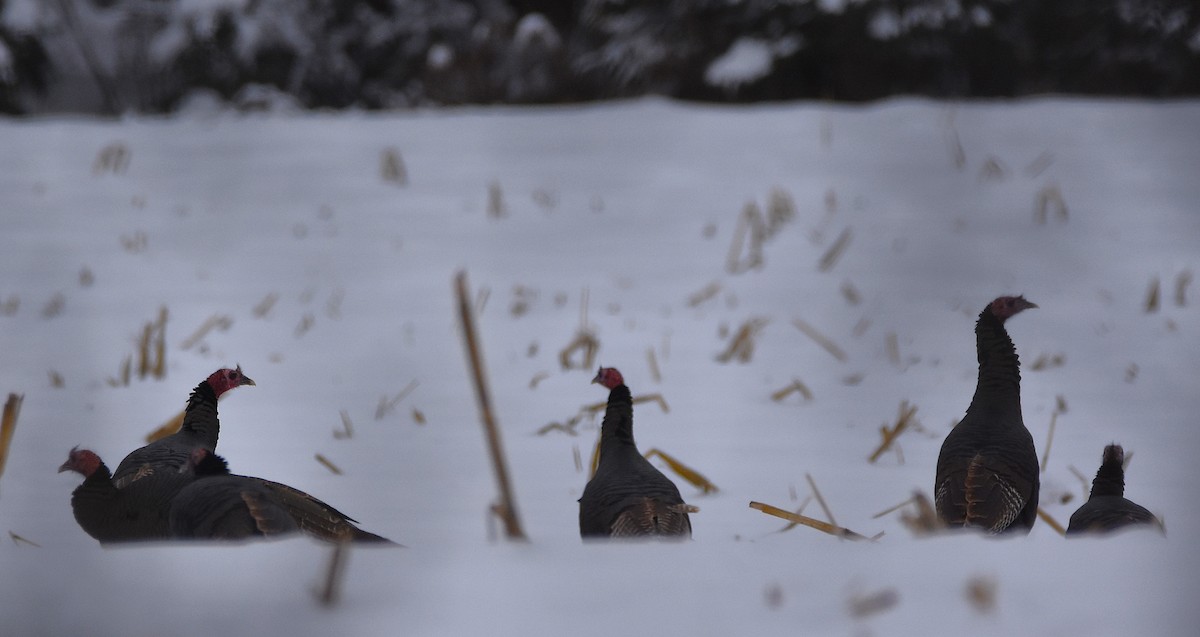 Wild Turkey - ML646990843