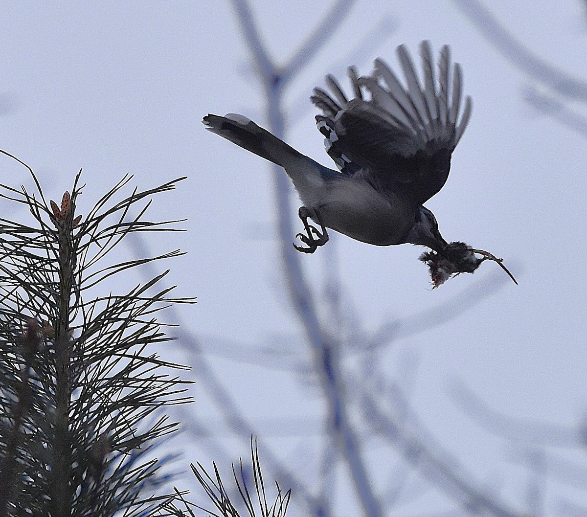 Blue Jay - ML646990844