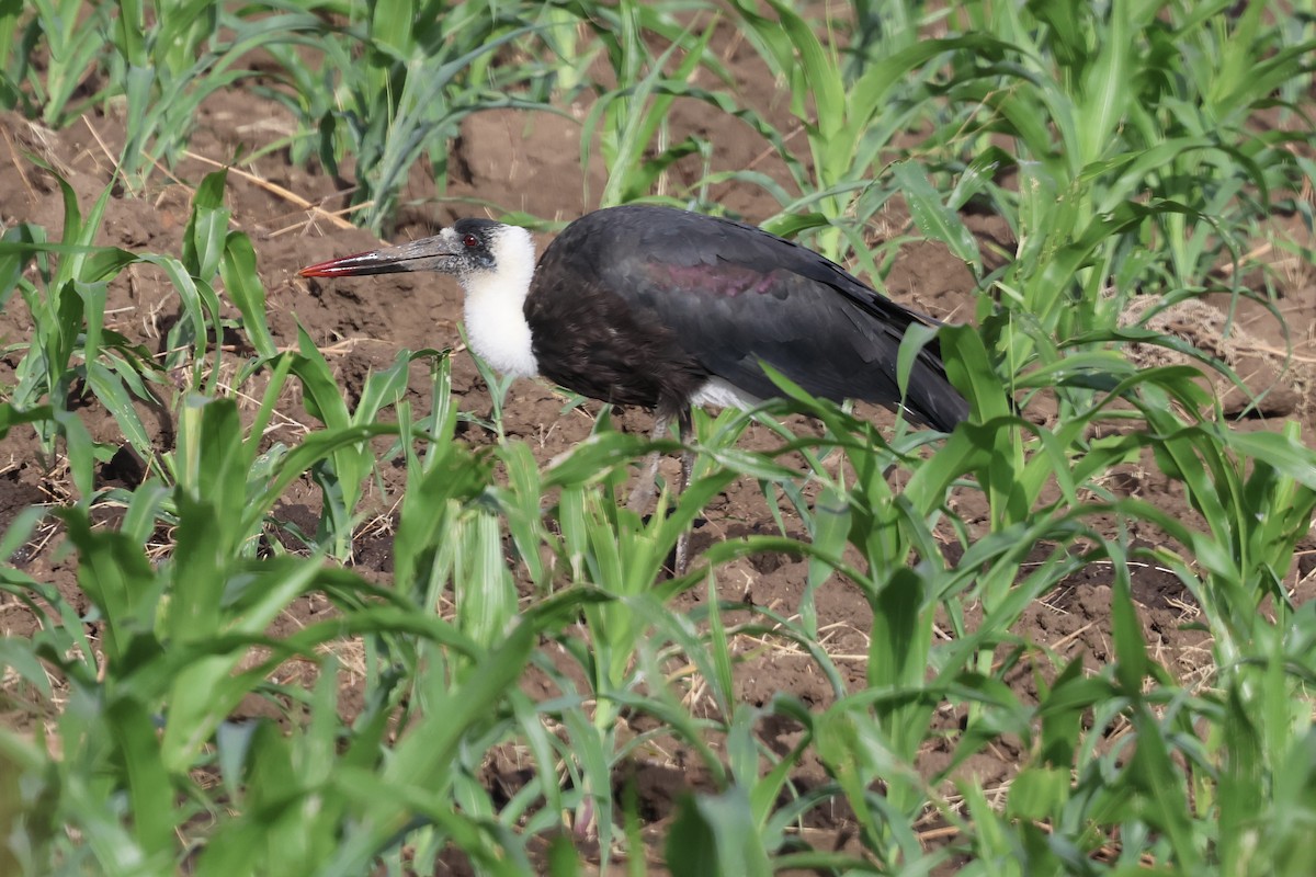 African Woolly-necked Stork - ML646990851