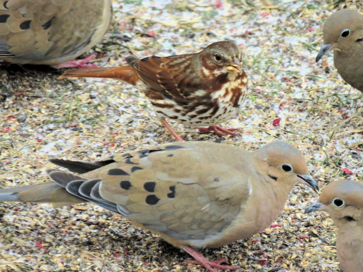 strnadec kaštanový - ML646990853