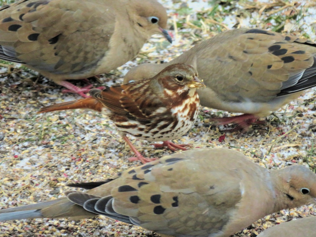 strnadec kaštanový - ML646990854