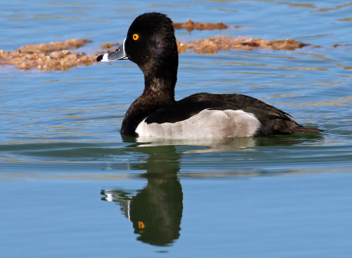 クビワキンクロ - ML646990859