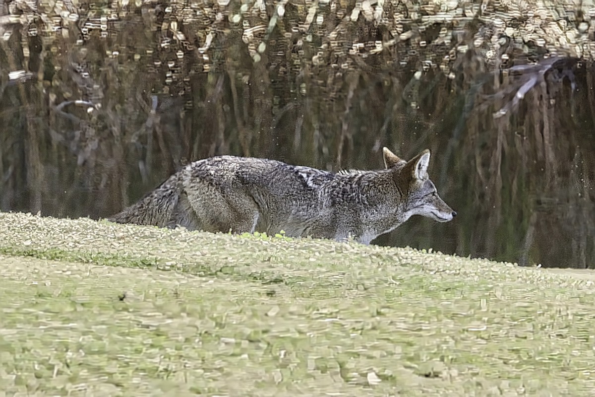 kır kurdu - ML646990860