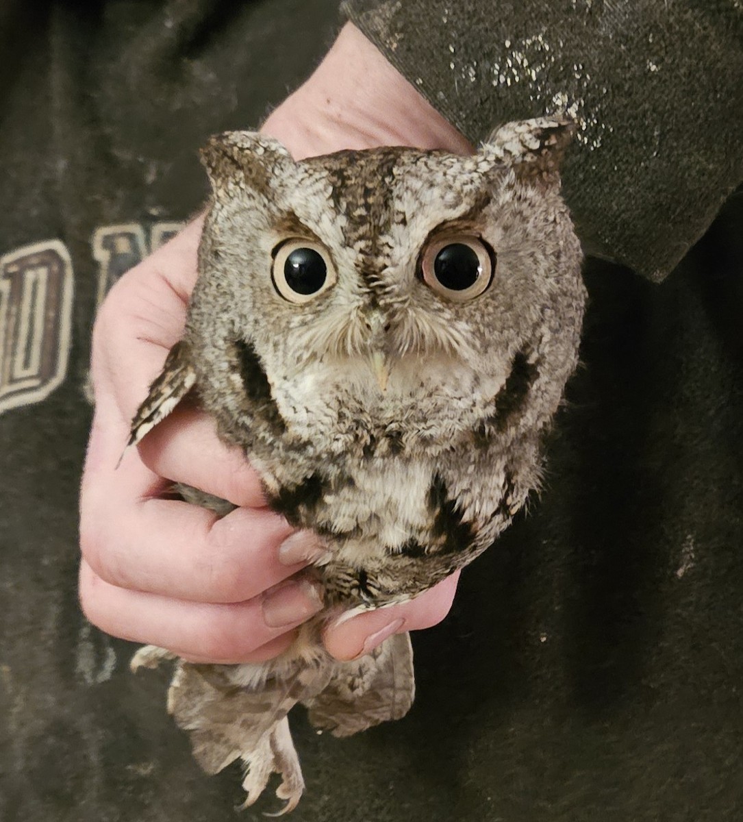 Petit-duc maculé - ML646990878