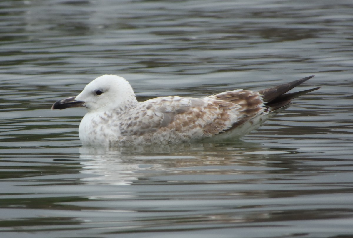 Goéland pontique - ML646990879
