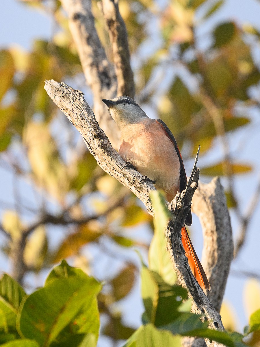 Rosenmennigvogel - ML646990880