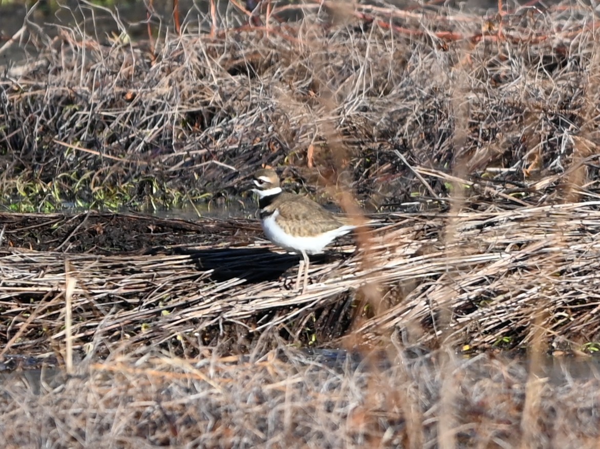 kulík rezavoocasý - ML646990882