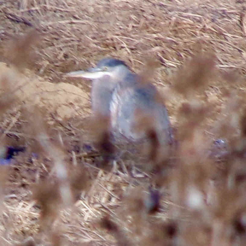Great Blue Heron - ML646990884