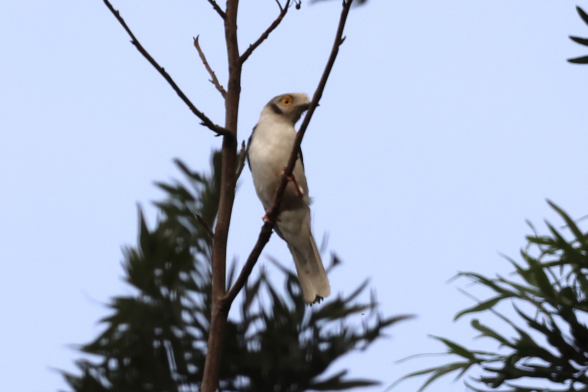 White-crested Helmetshrike - ML646990885