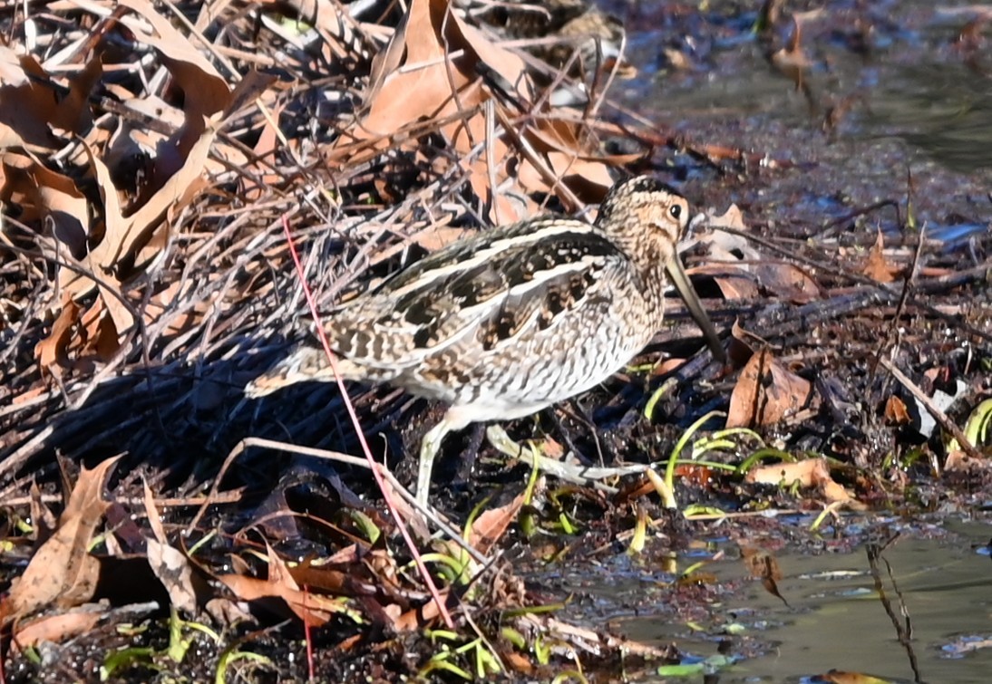 bekasina severoamerická - ML646990897