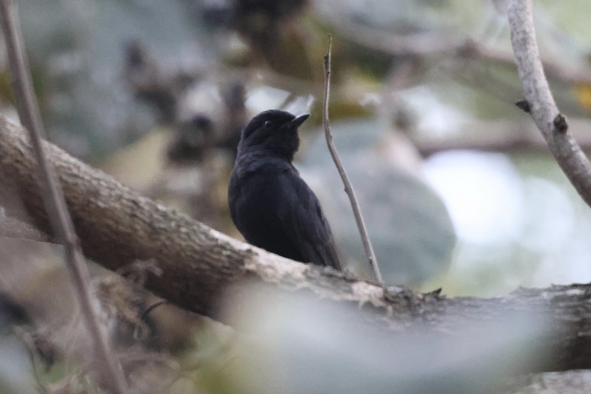 Southern Black-Flycatcher - ML646990906