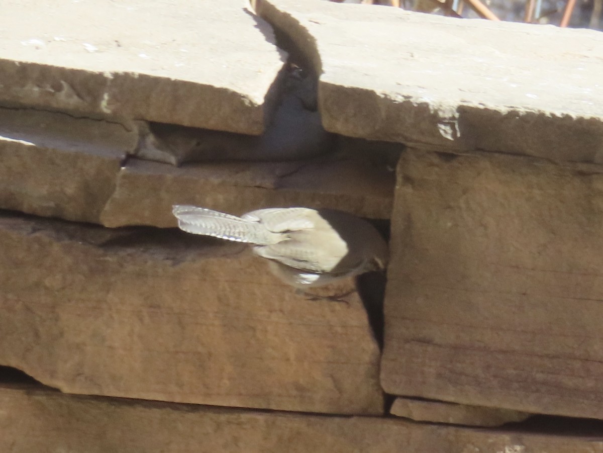 Bewick's Wren - ML646990907