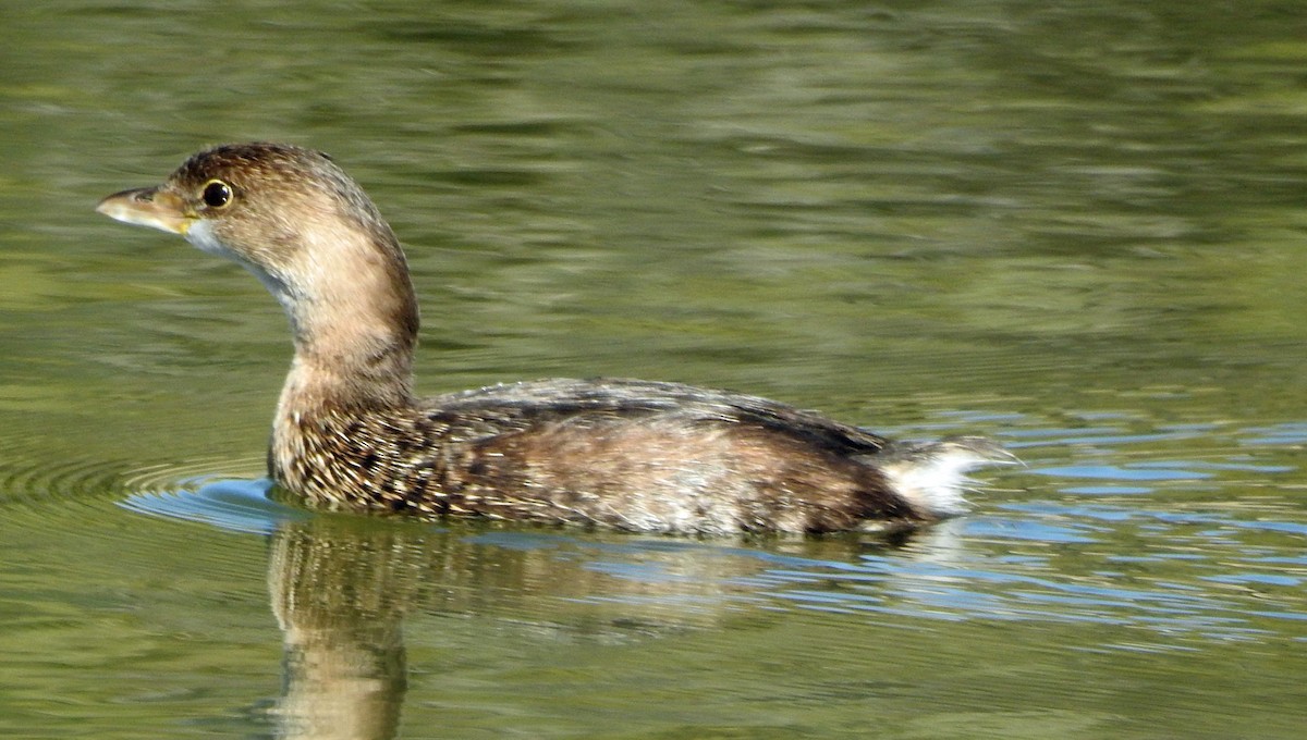 オビハシカイツブリ - ML646990909