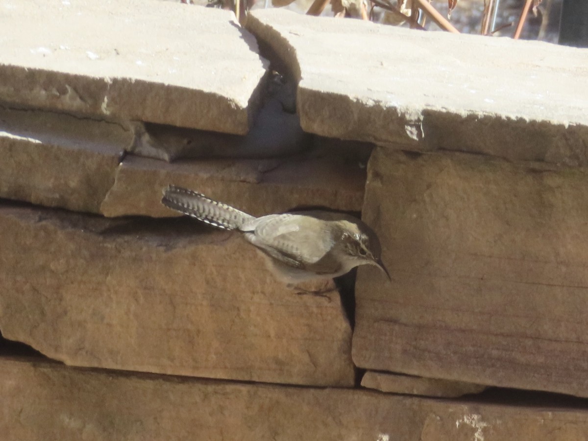 Bewick's Wren - ML646990910