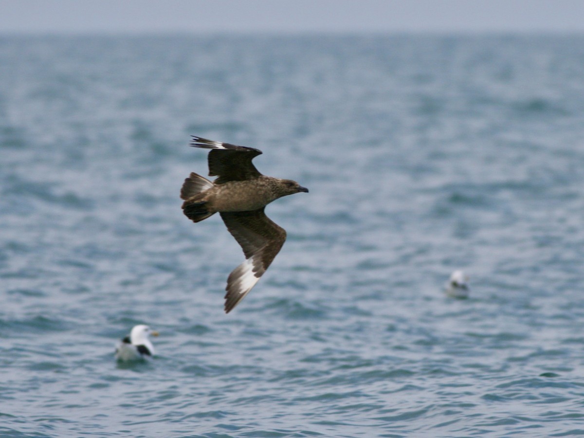 storjo - ML646990912