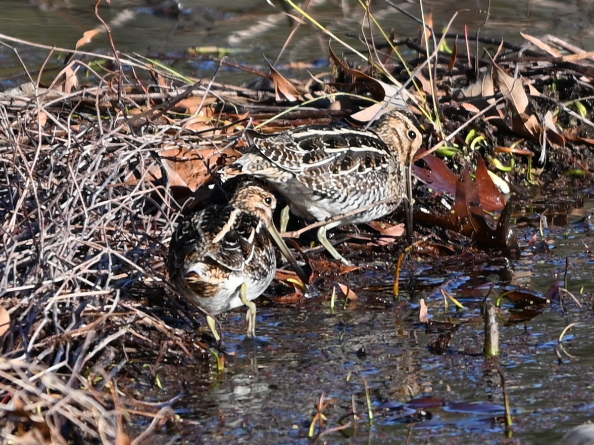 bekasina severoamerická - ML646990913
