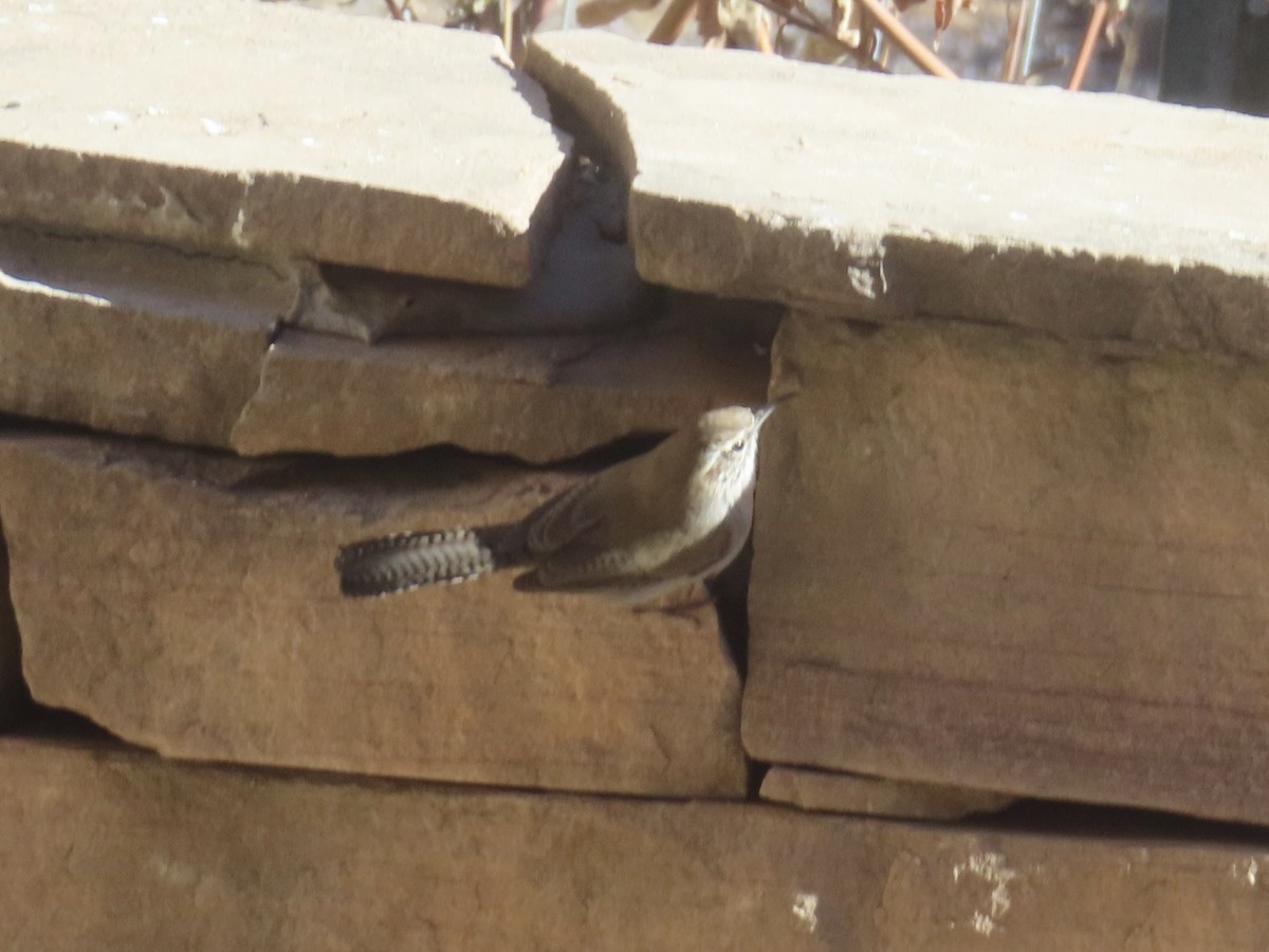 Bewick's Wren - ML646990914