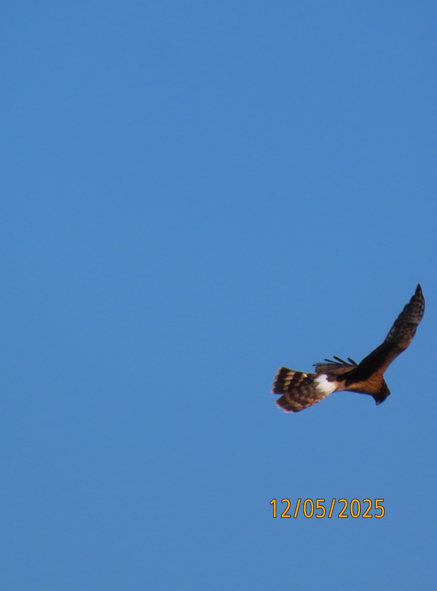 Northern Harrier - ML646990915