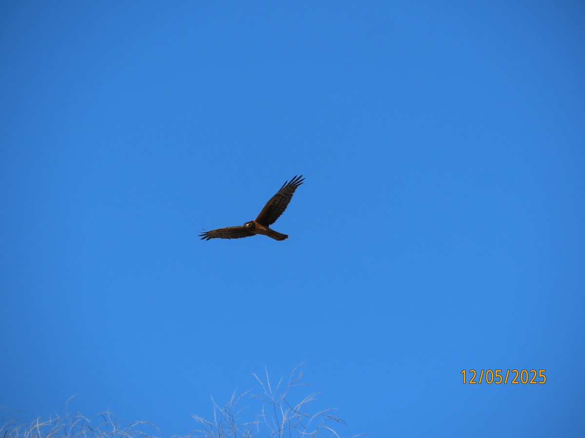 Northern Harrier - ML646990917