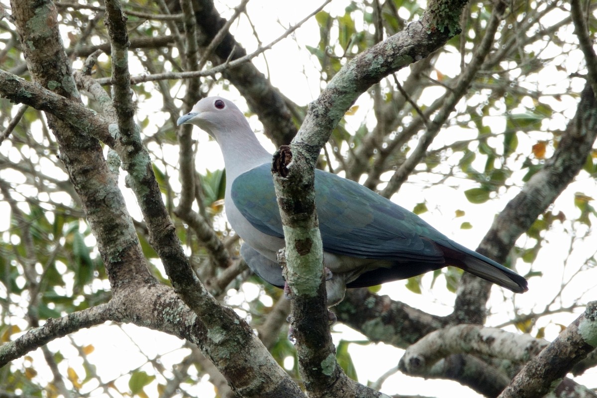 bronsekeiserdue - ML646990920